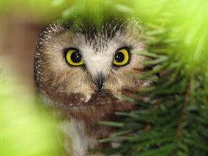 saw-whet owl 